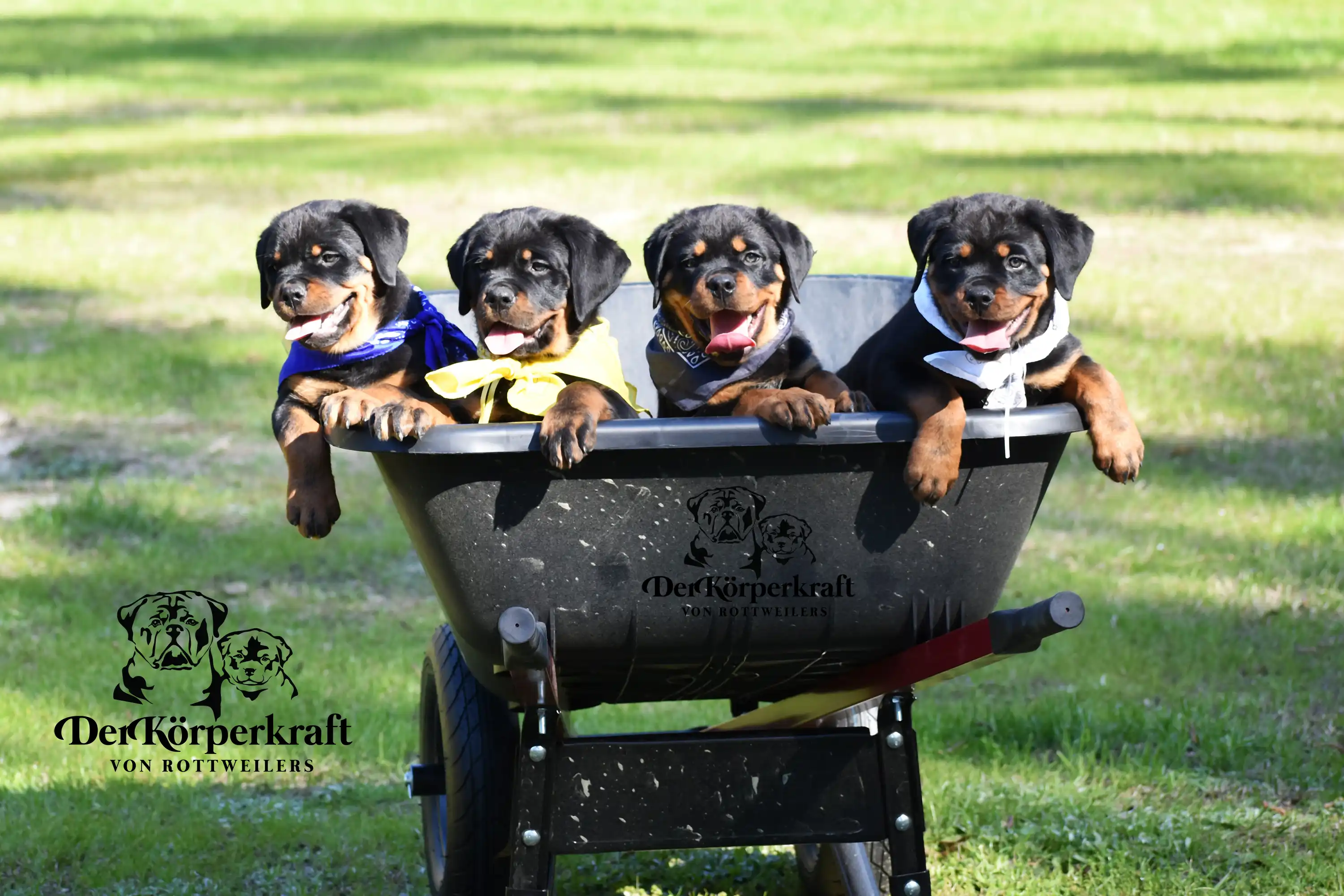 German Rottweiler puppies from DKV litter in early development stage, showcasing socialization, temperament, and premium Rottweiler puppies for sale from an elite breeder program
