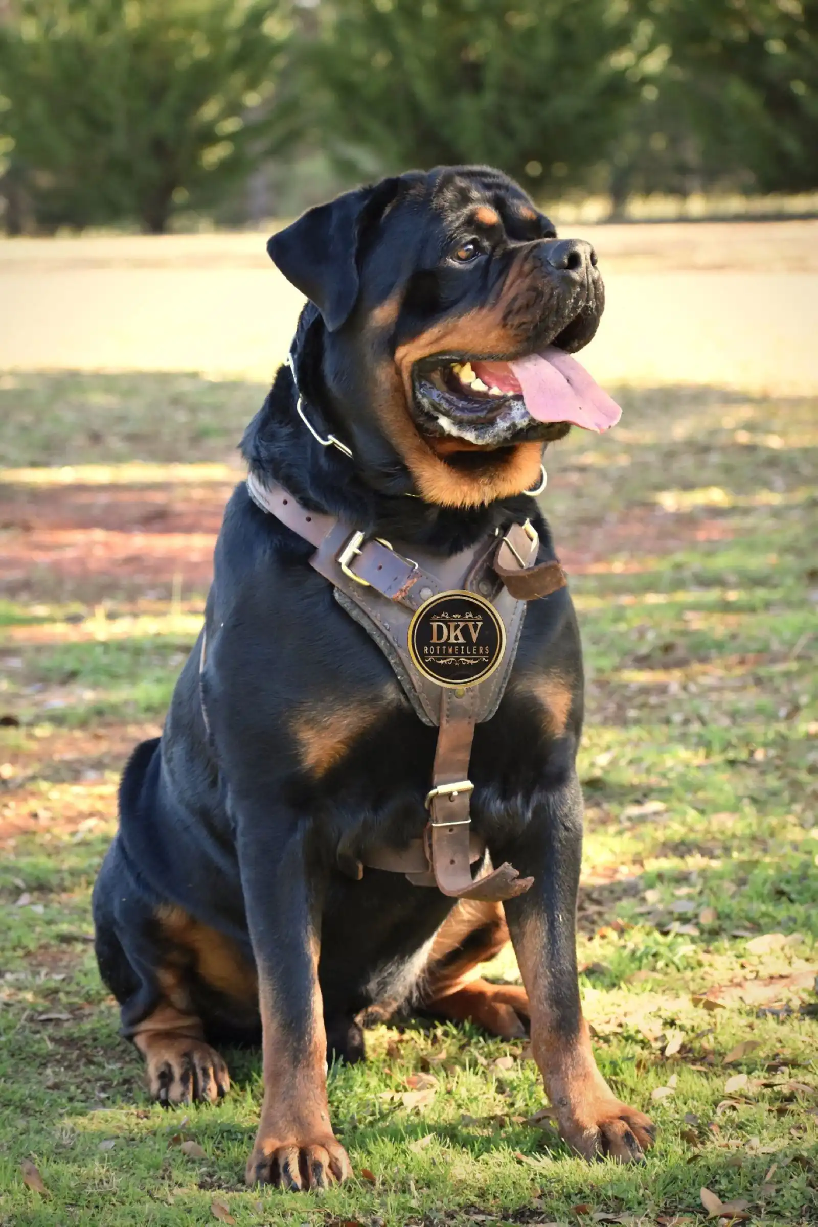 German Rottweiler for sale from DKV Rottweilers showcasing strong structure, confident temperament, and elite bloodlines from a premium Rottweiler breeder program in the USA