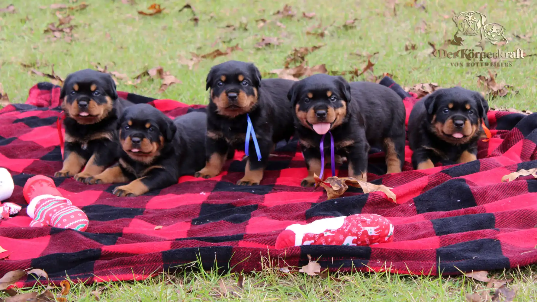 German Rottweiler puppies available now from DKV Rottweilers, showcasing litter quality, early development, and premium Rottweiler puppies for sale from an elite breeder program