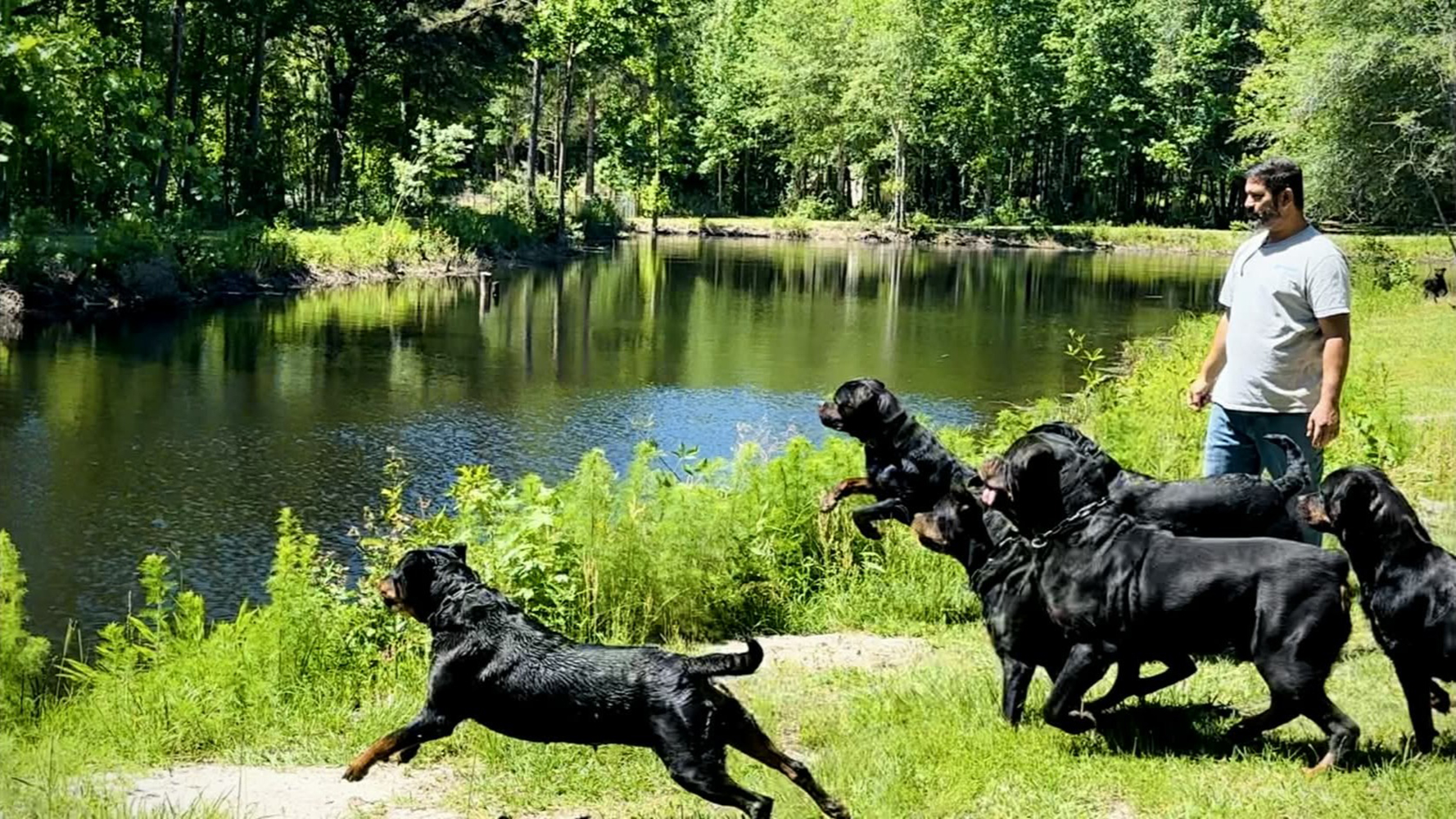 one image of an adult DKV Rottweiler male standing sideways showing correct breed structure at a dog show