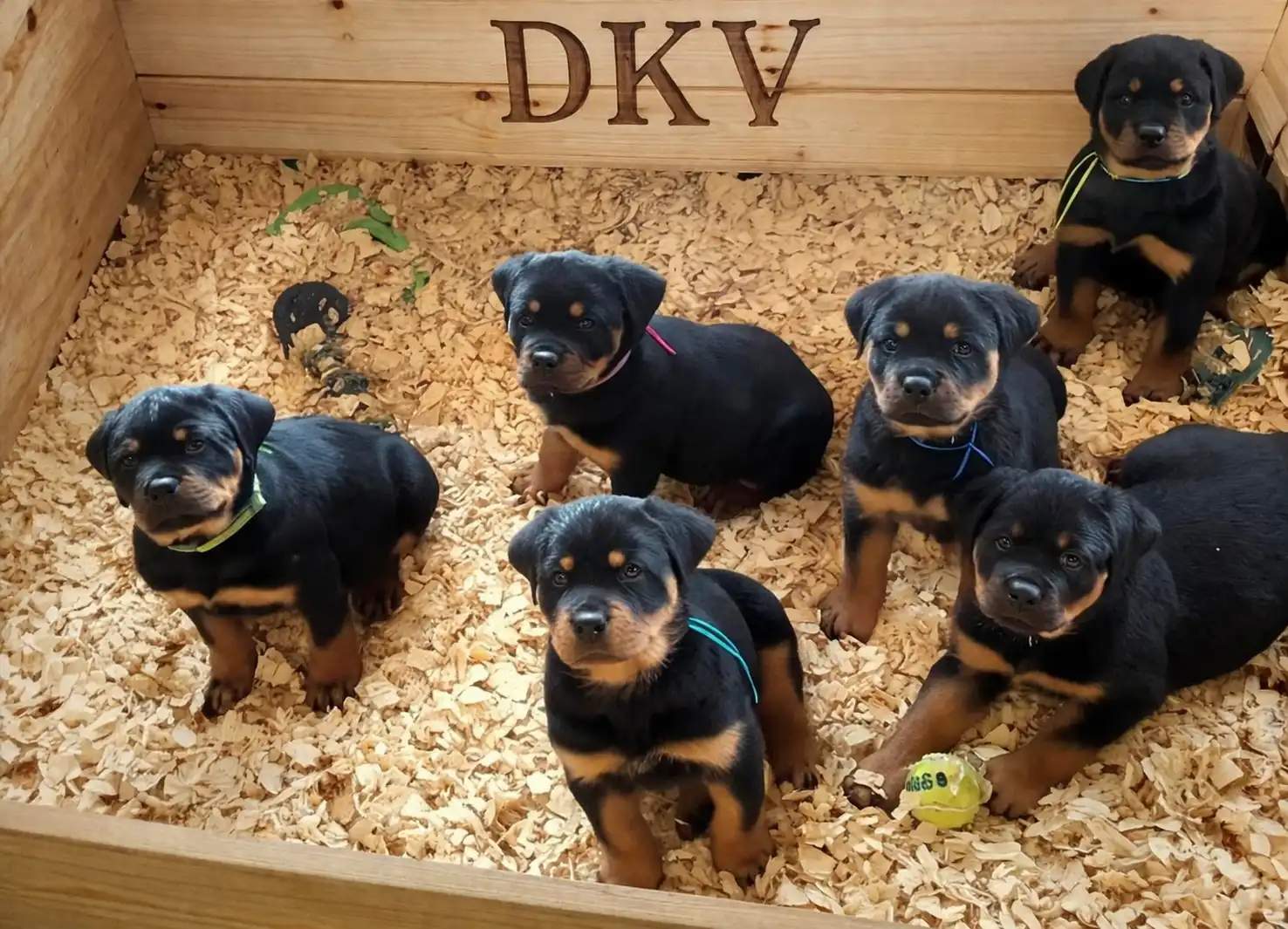 DKV Rottweiler puppies early development litter journal showcasing young German Rottweiler puppies in structured environment with proper socialization, growth, and breeder-led conditioning program
