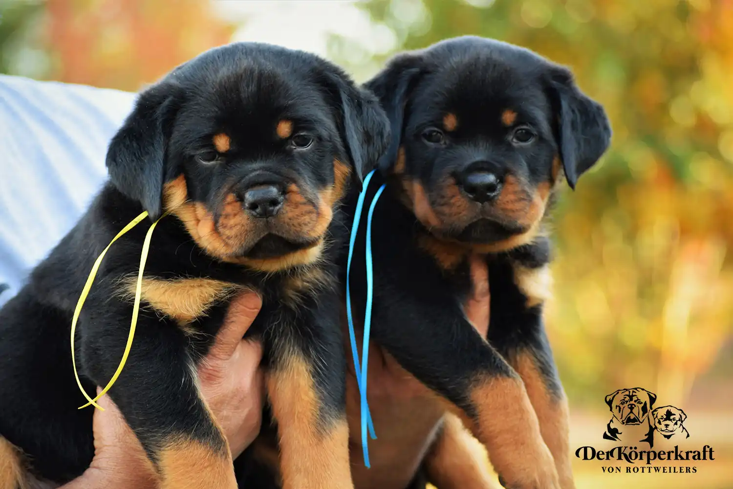 German Rottweiler puppies from DKV bloodlines being held, showcasing strong structure, early development, and premium Rottweiler puppies for sale from a top breeder in the USA
