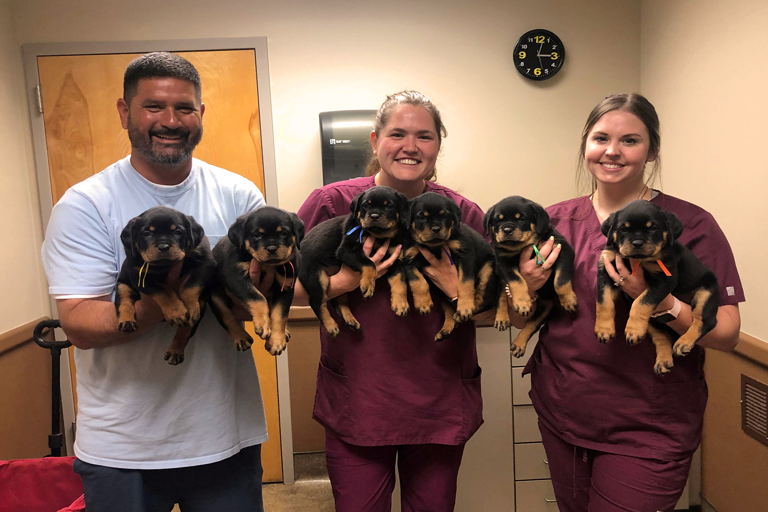 one image of an adult DKV Rottweiler male standing sideways showing correct breed structure at a dog show