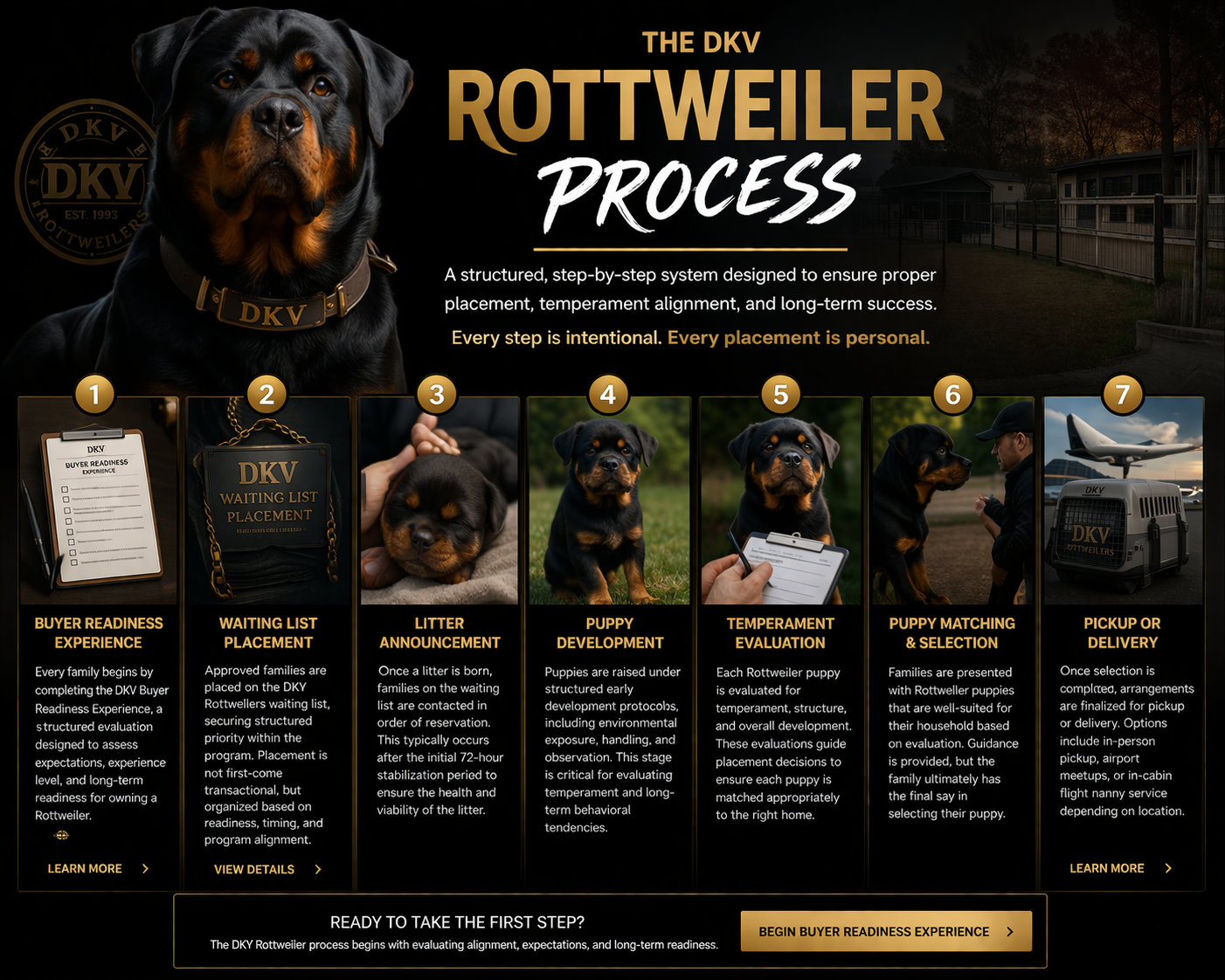 Adult male Rottweiler demonstrating correct structure and breed standard balance from DKV Rottweilers breeding program
