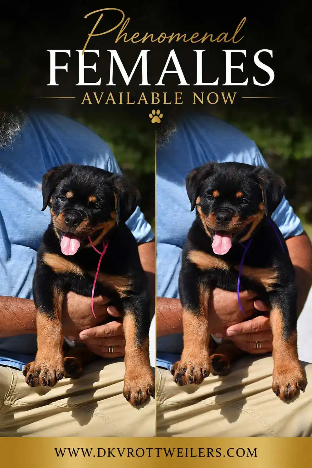 Two female German Rottweiler puppies available for sale from the Tango Suny Day's × Misrija Von Haus Drazic litter at DKV Rottweilers.