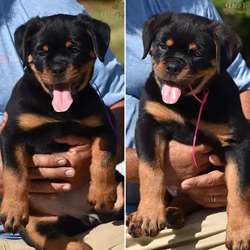 Planned DKV Rottweilers breeding pair representing upcoming German Rottweiler litters.