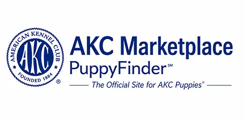 Planned DKV Rottweilers breeding pair representing upcoming German Rottweiler litters.