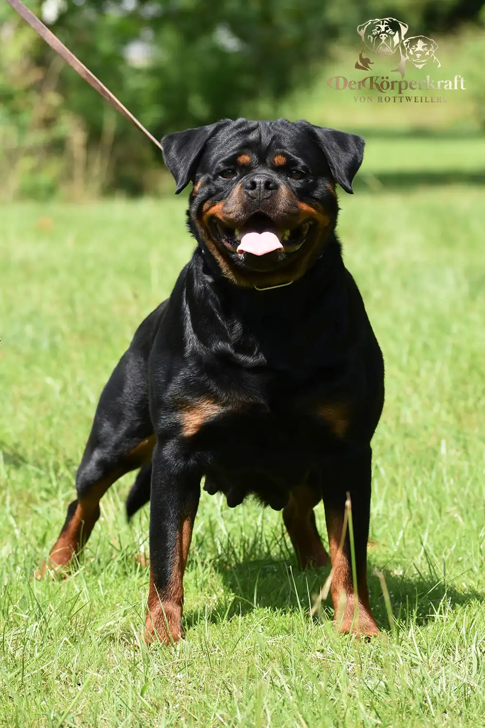 Close-up of a DKV Rottweilers German Rottweiler puppy demonstrating correct head type and expression.