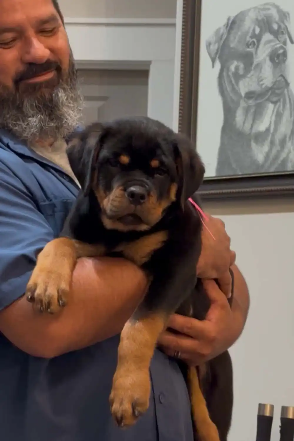 Planned DKV Rottweilers breeding pair representing upcoming German Rottweiler litters.