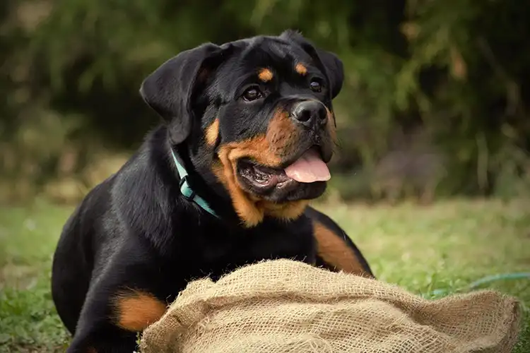 DKV Rottweilers German Rottweiler relaxing outdoors during training