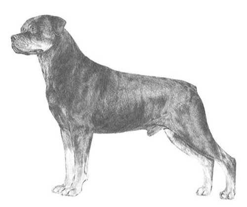 AKC Rottweiler breed standard illustration showing correct Rottweiler structure and proportions
