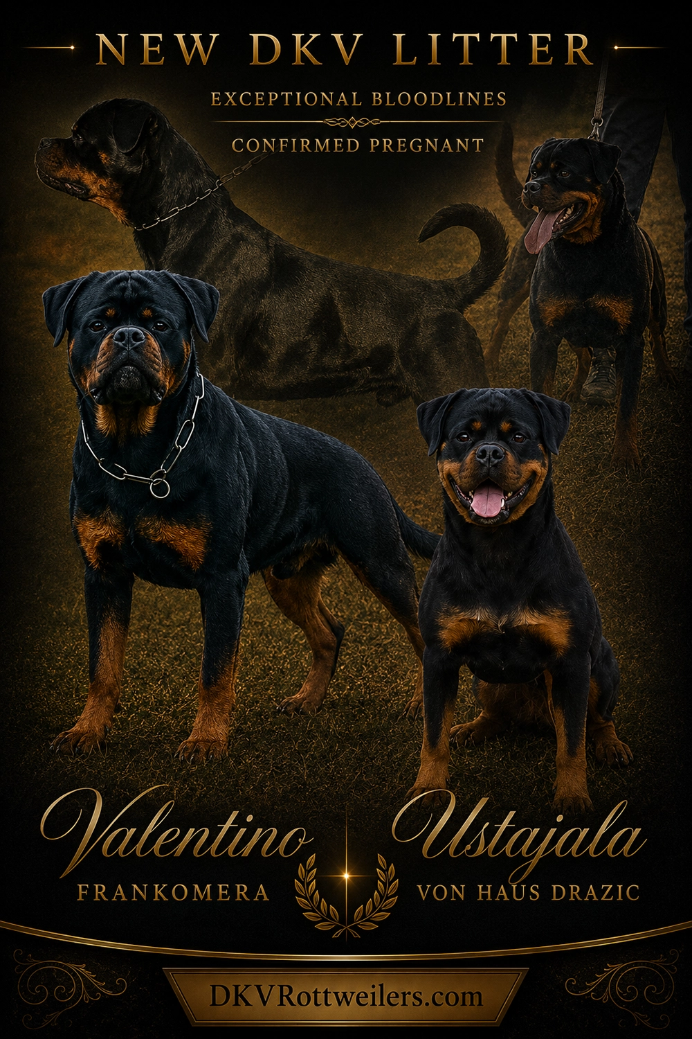 Adult German Rottweiler from the DKV Rottweilers breeding program, producing German Rottweiler puppies for sale from proven European bloodlines.