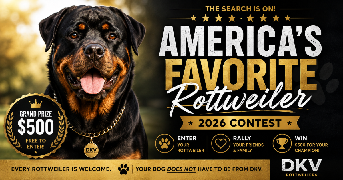 Coming soon German Rottweiler page featuring strong, well-structured Rottweiler, representing upcoming content on premium Rottweiler puppies for sale and elite breeding program