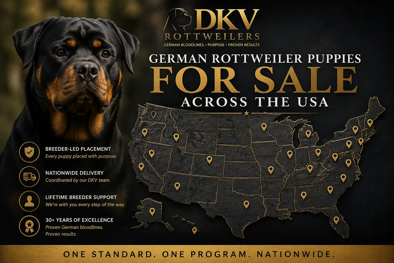 DKV Rottweilers offering German Rottweiler Puppies For Sale to families in Georgia GA USA