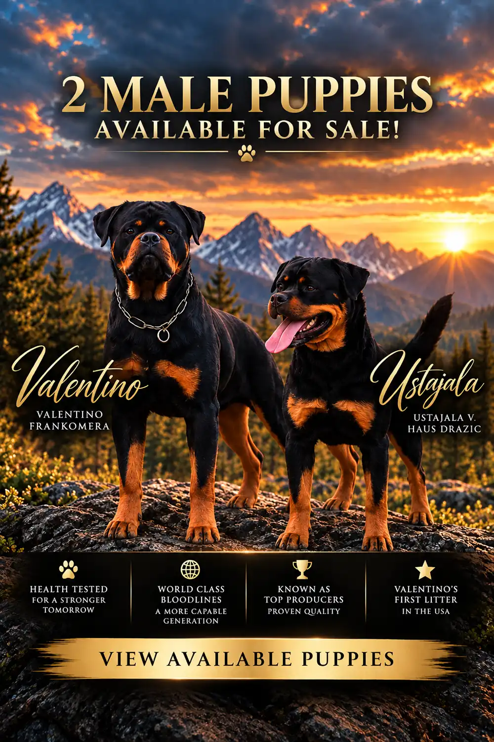 German Rottweiler puppy for sale from DKV Rottweilers, featuring a female German Rottweiler puppy currently available for placement.