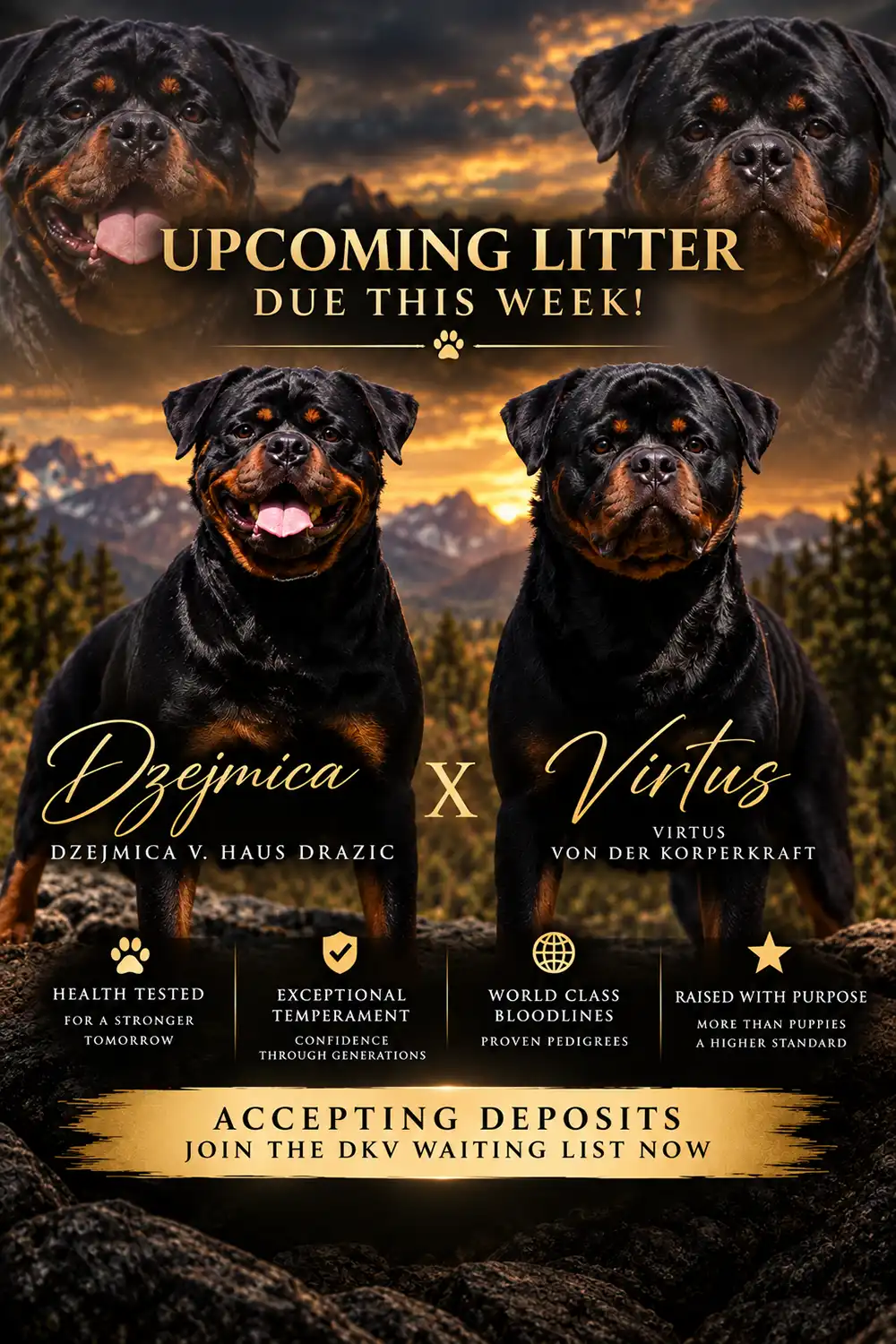 Adult German Rottweiler from the DKV Rottweilers breeding program, producing German Rottweiler puppies for sale from proven European bloodlines.