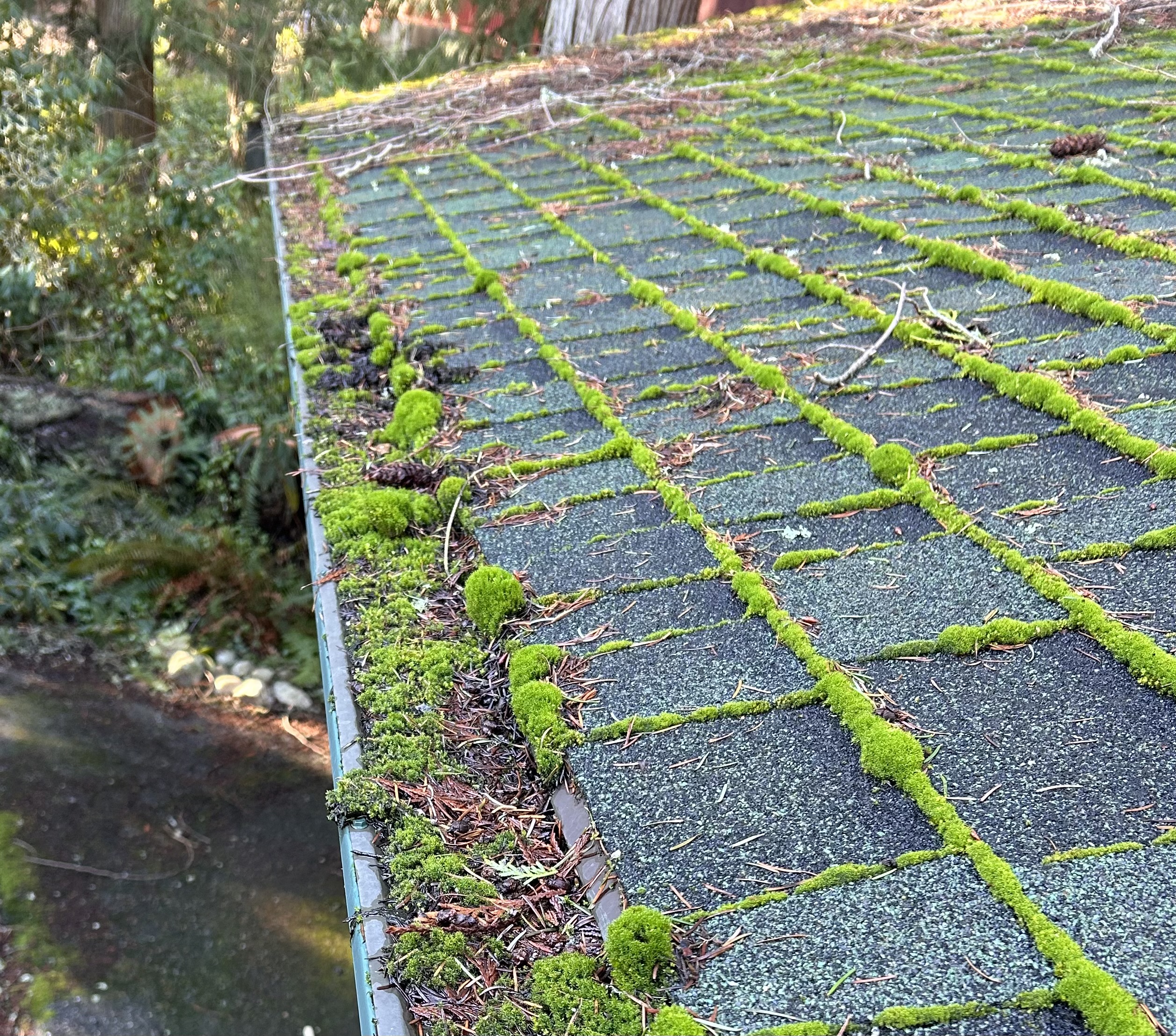 mossy roof