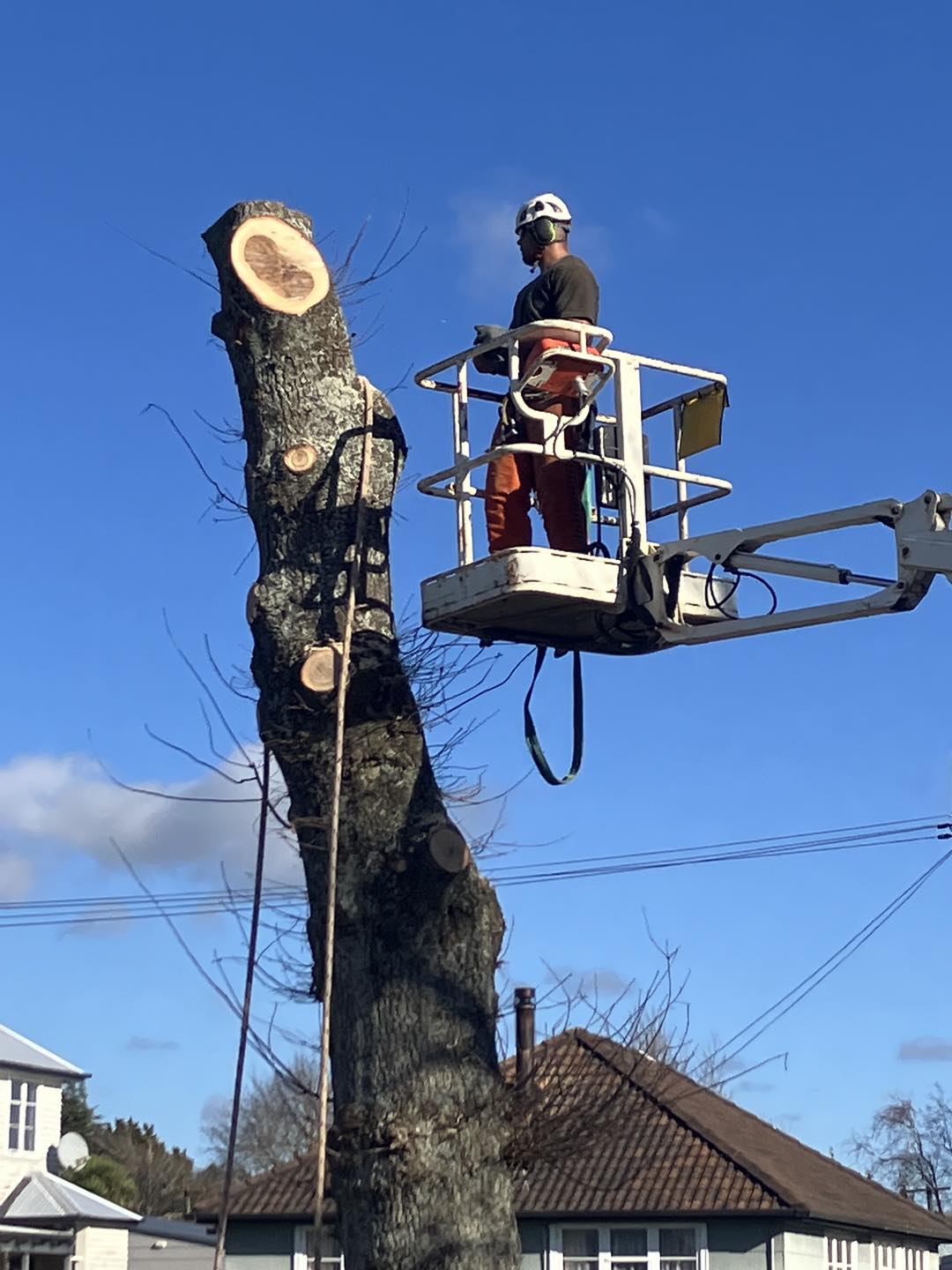 Man in a crane, pruning tree