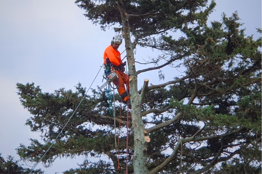 Man working high up in a tree, wearing a harness