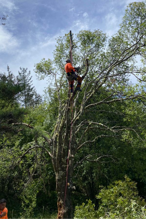 Man in a tree, pruning branches