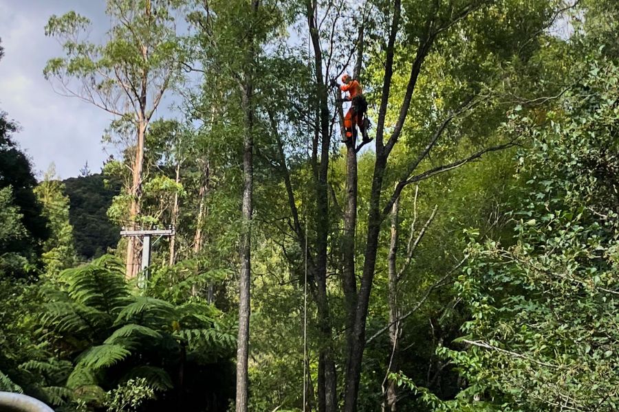 Man in a tree, pruning branches