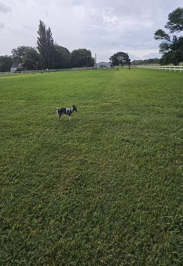 Why Hiring a Professional Lawn Mowing Service Is Worth Every Penny