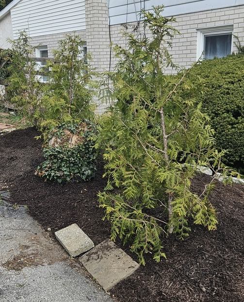 Tree Planting in Mt. Airy, Philadelphia
