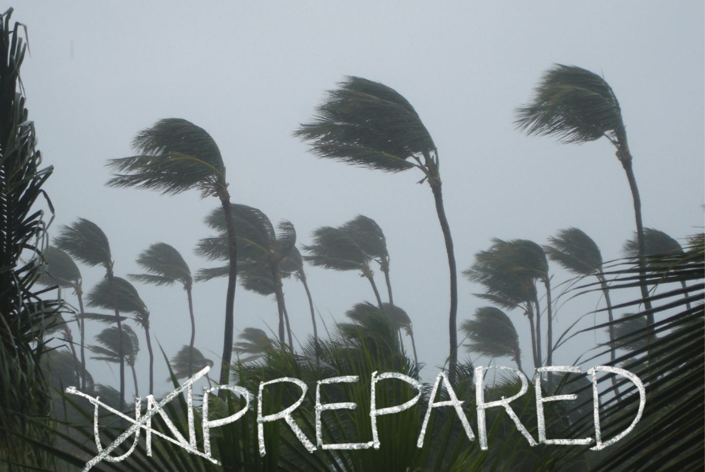 Palm tres blowing - word Un crossed out then prepared