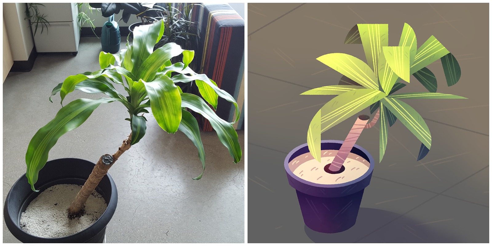 Corn Plant - Dracena fragrans