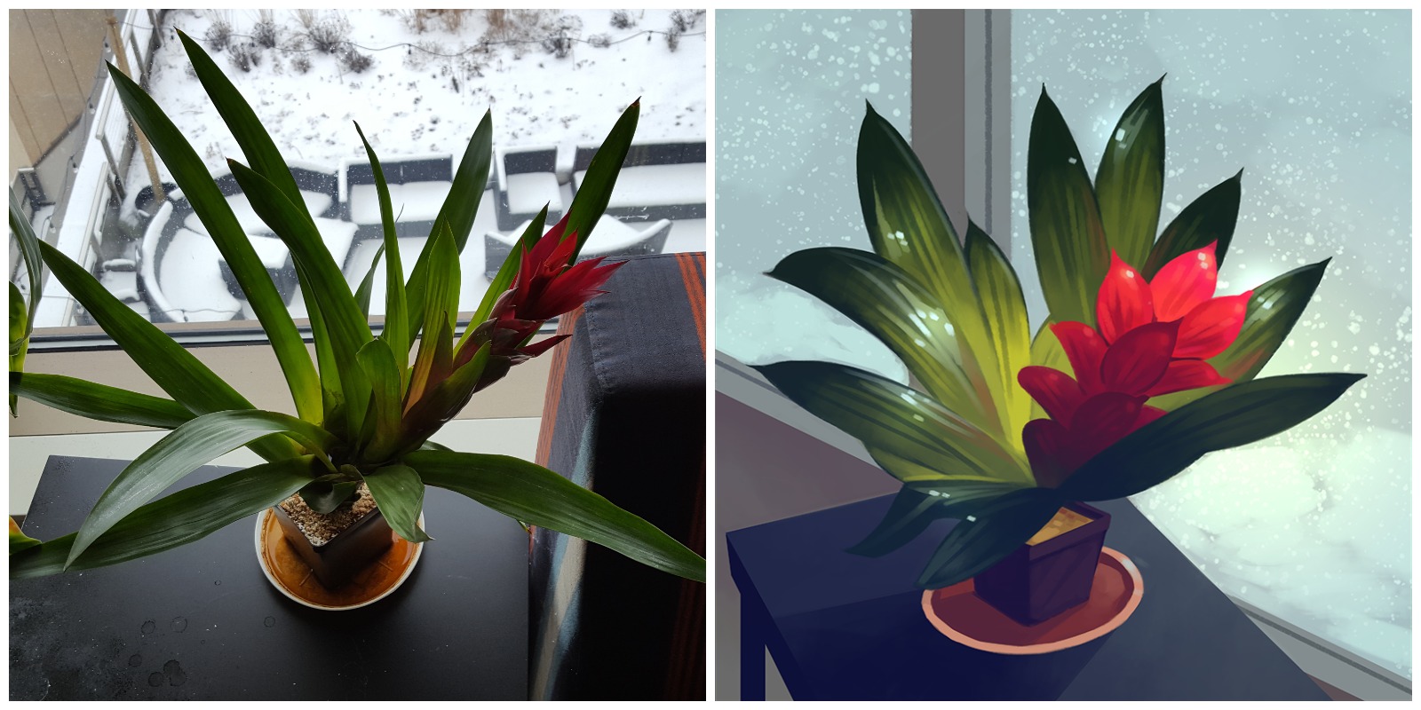 Bromeliad - Guzmania lingulata