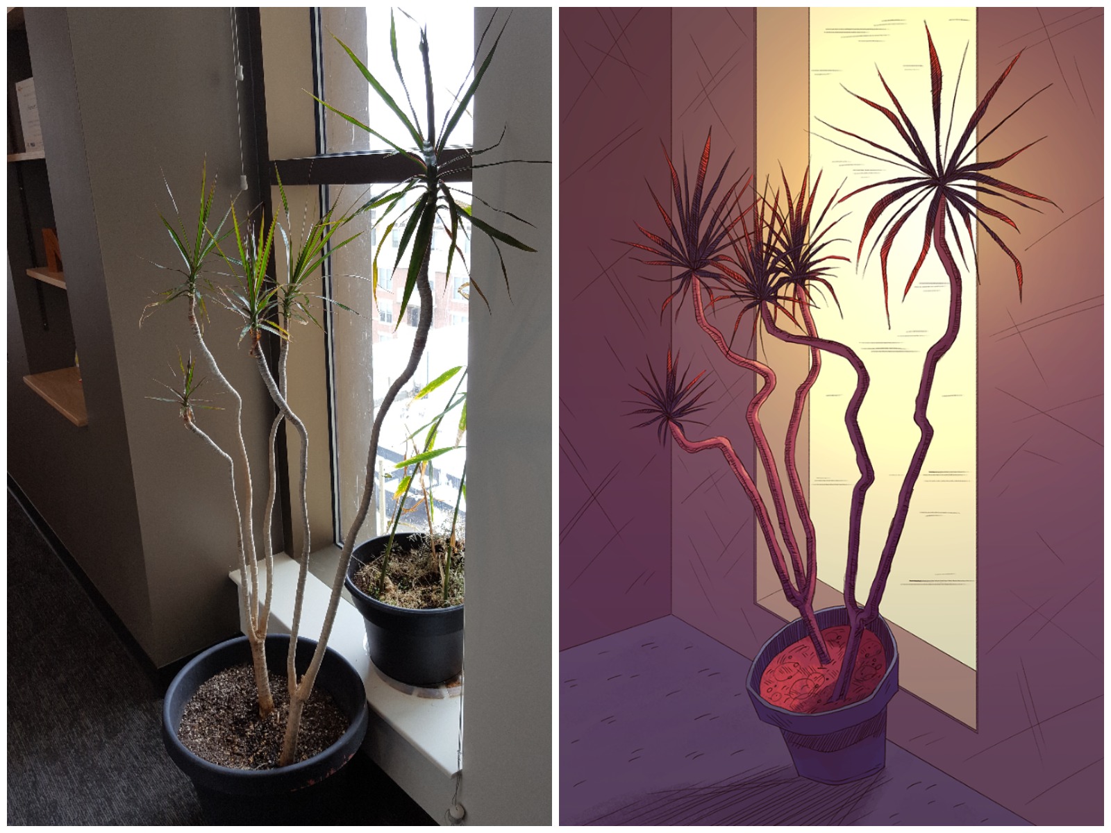 Dragon Tree - Dracena marginata