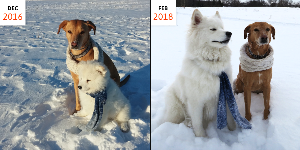 Filadogs