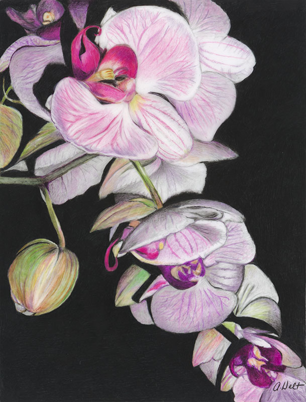 The Beauty of Orchids by Angela Helt