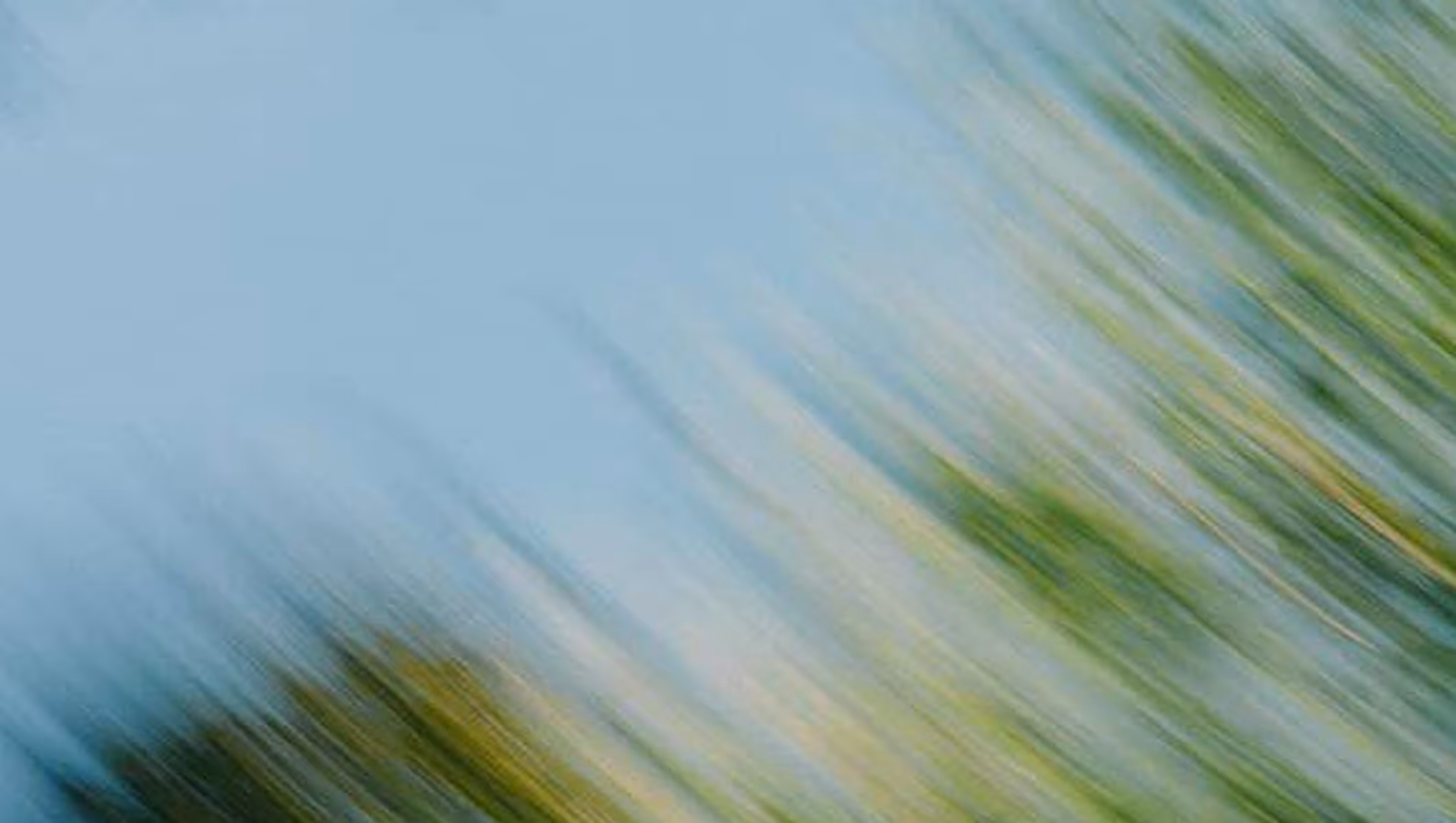 Blurred image of green and yellow foliage against a clear blue sky.