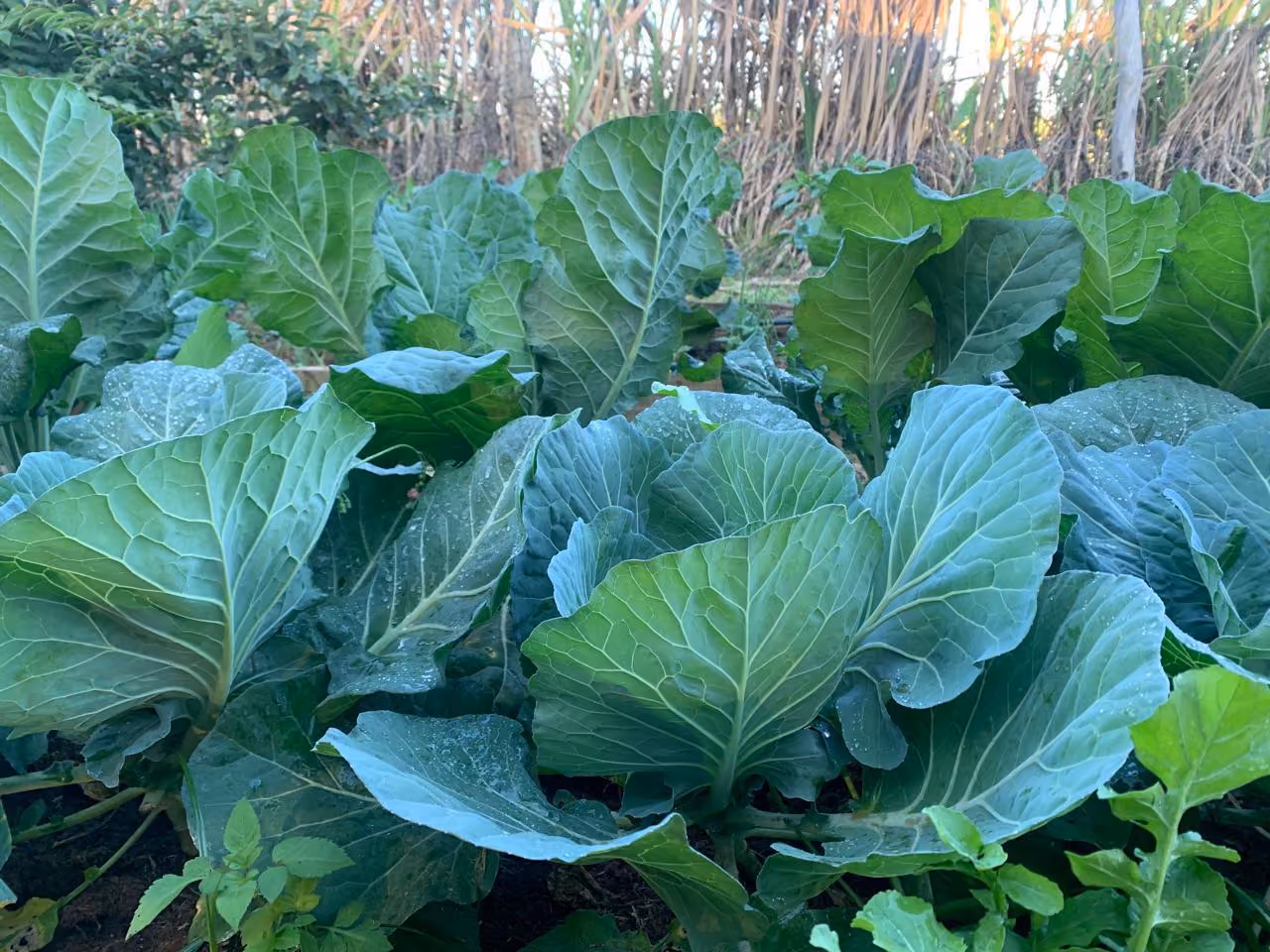 Plantas de couve com gotas de orvalho crescendo em solo de jardim ao ar livre.
