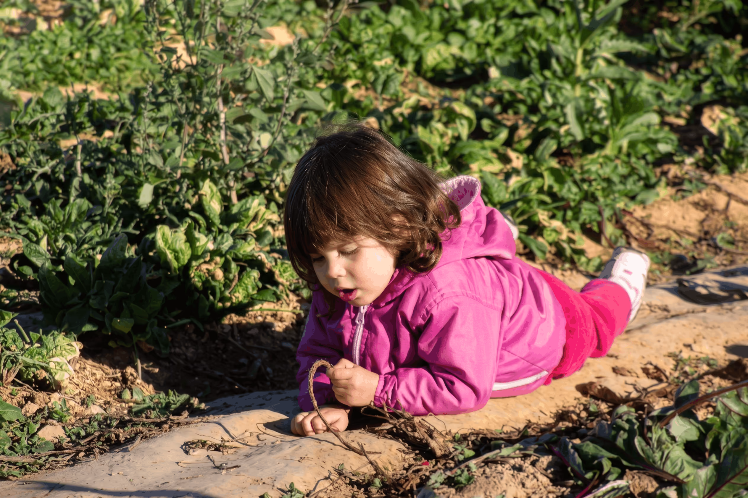 Criança de casaco rosa deitada no chão entre plantas verdes em área cultivada.