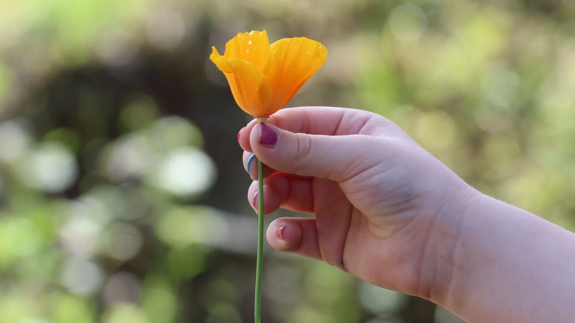 A child's hand holding a single orange poppy against soft green foliage