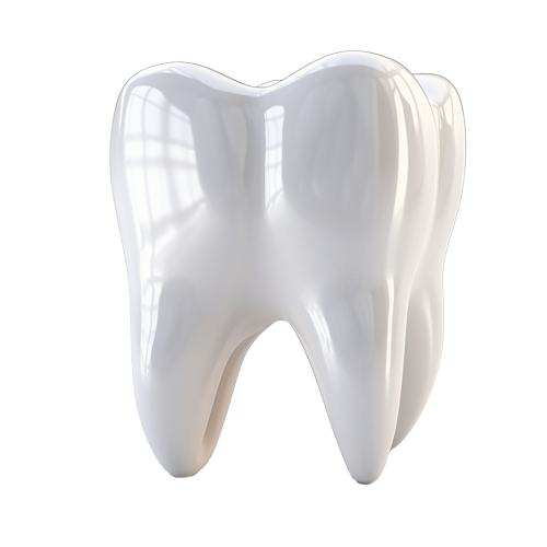 Close-up of a shiny, smooth white molar tooth model with reflective surface.