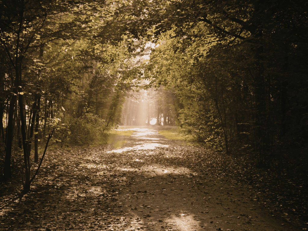 Sunlight filtering through dense trees onto a leaf-covered forest path.