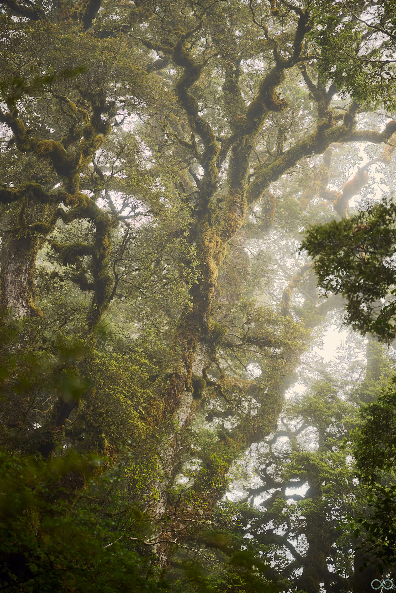 Regenwald in Neuseeland – üppiges grünes Dickicht