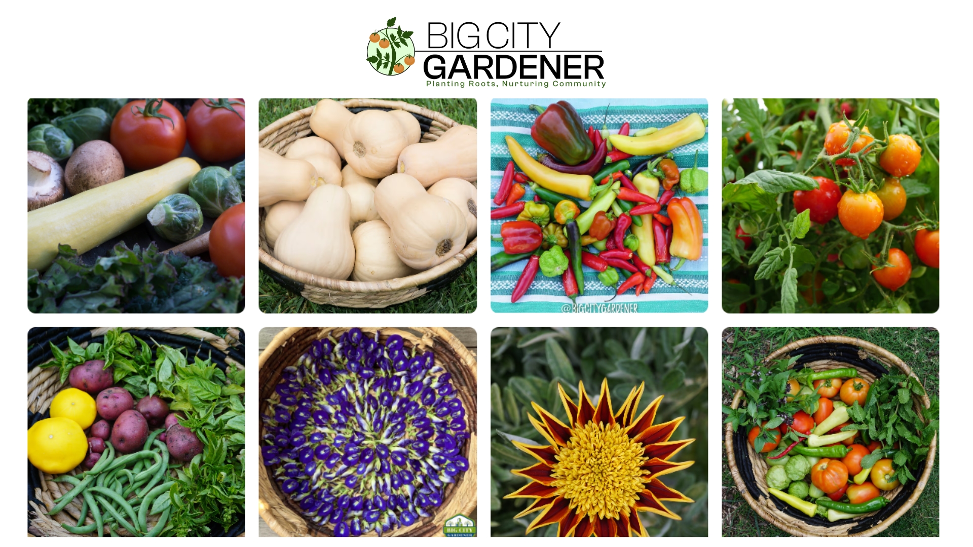 Big City Gardener