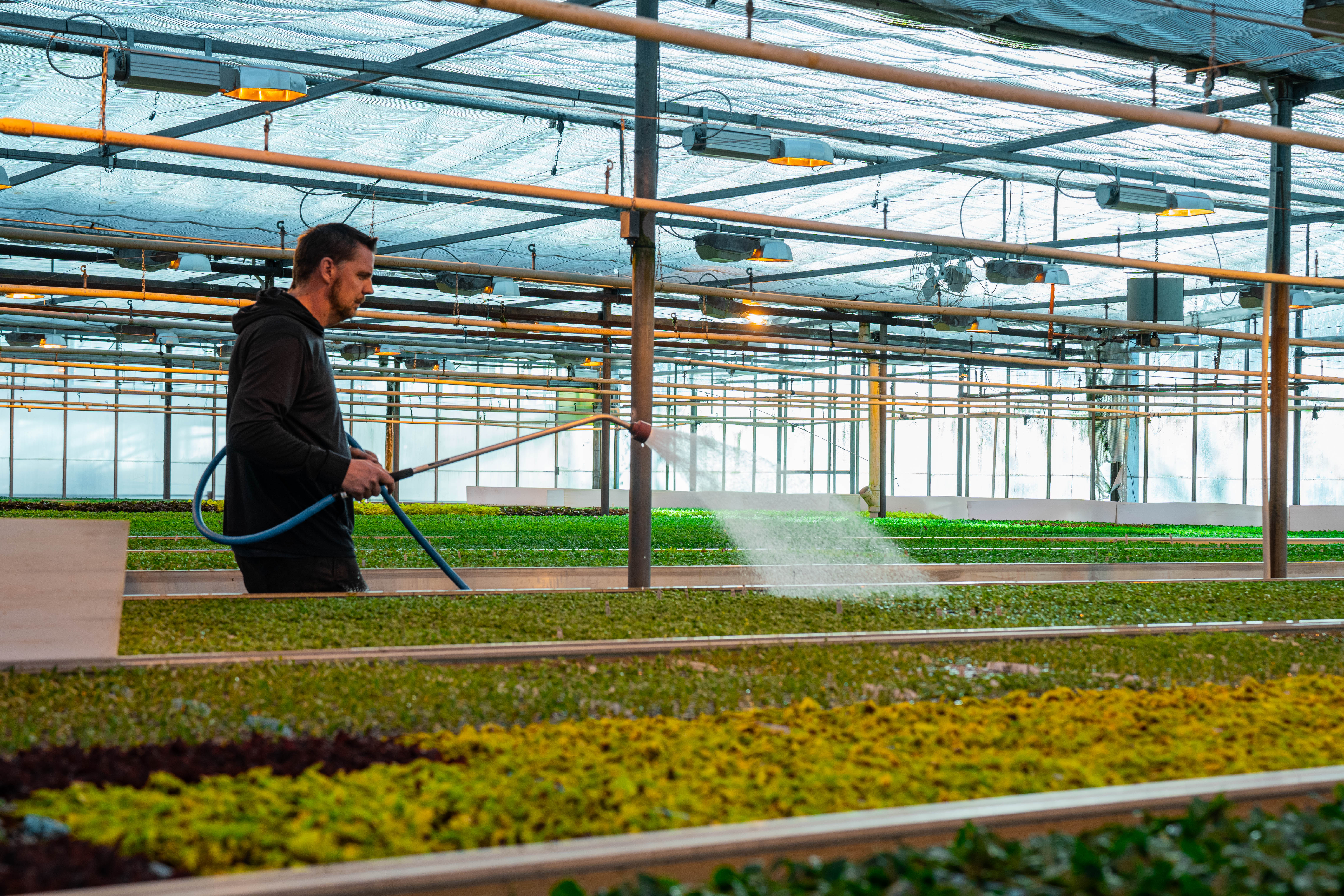 Watering and care for plug