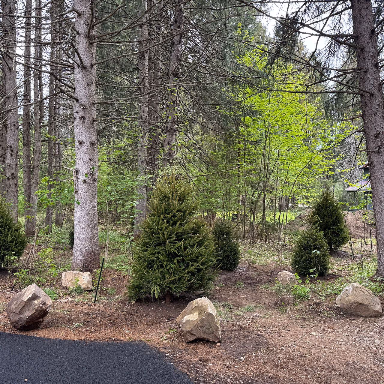 Tree and shrub planting installation in Essex County NY