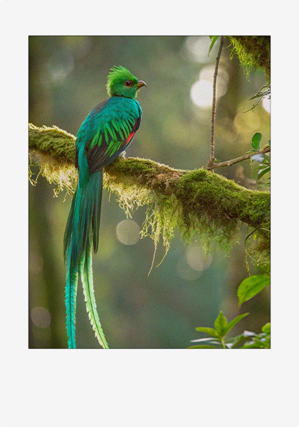 A polaroid picture of a male Quetzal with brilliant green, cobalt and lime.