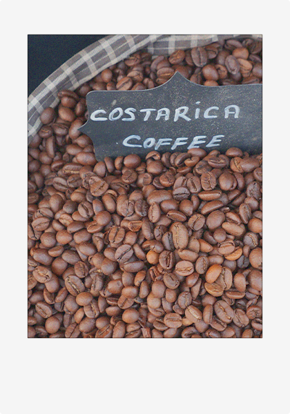 A polaroid picture of bulk Costa Rican coffee in a barrel.