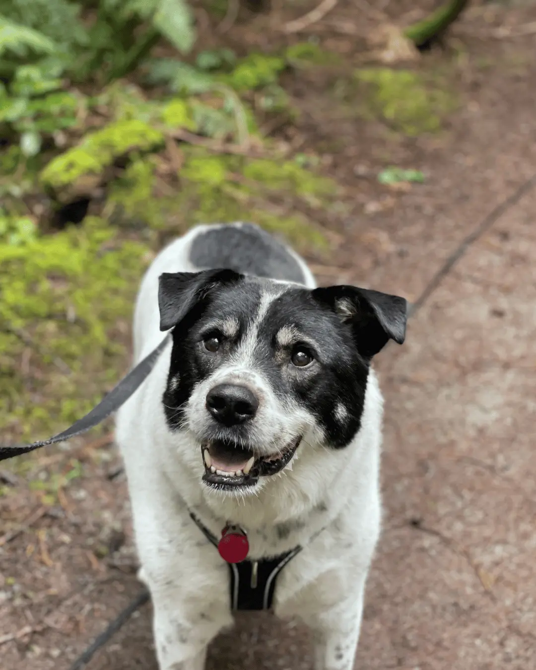 Smiling black and white dog wearing a harness on a forest trail with green moss in the background.