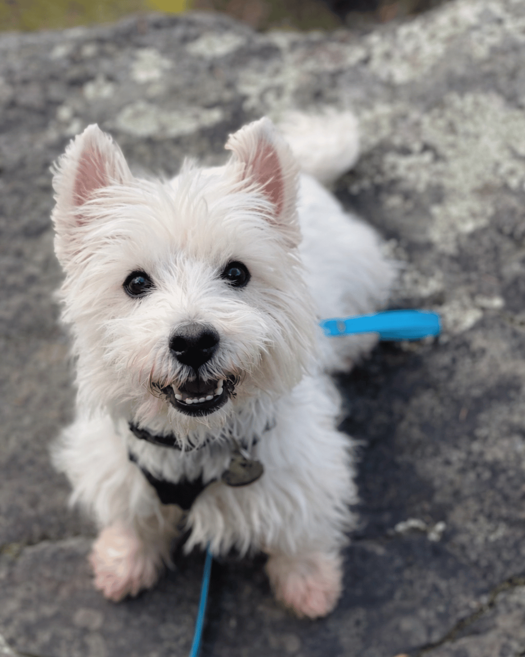 A small white dog with a blue leash on.