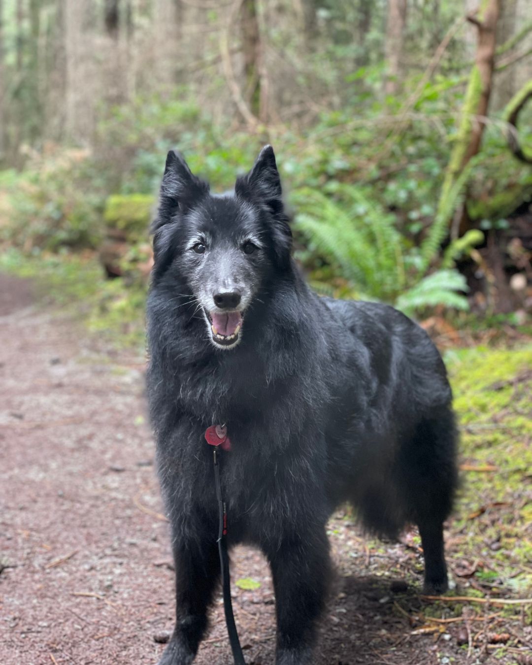 A smiling black dog with grey fur around it's face in a forest.