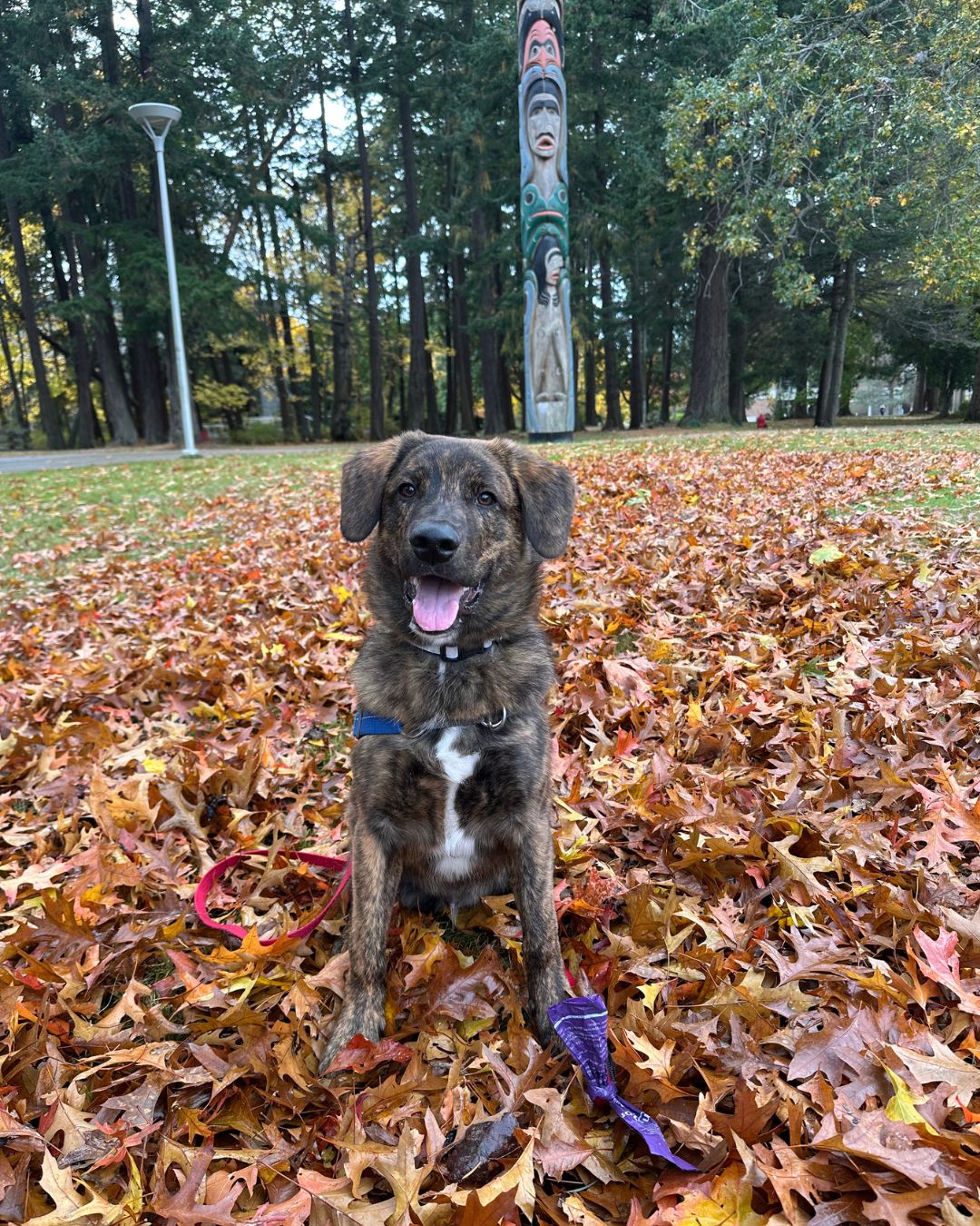 A brown dog smiling in a pile of leaves with a totem pole behind him. 