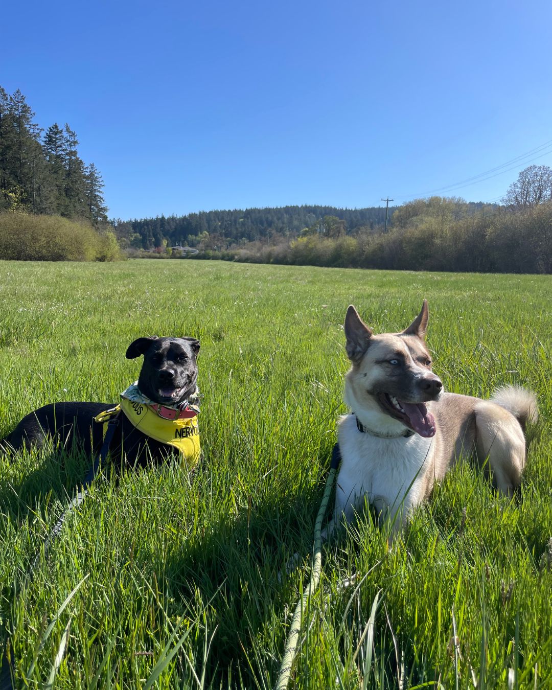 A black dog and a white dog laying in a field together.